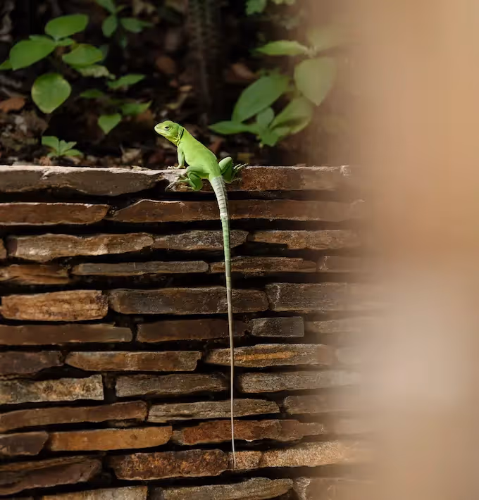 A bright green lizard perched on a natural stone wall at La Valise Mazunte Hotel restaurant, showcasing the local wildlife.