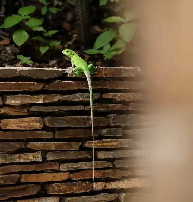 Green lizard on a stacked stone wall at La Valise Mazunte